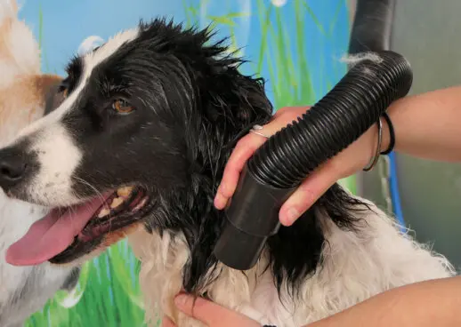 Station lavage canin libre service argeles sur mer Station lavage canin libre service argeles sur mer